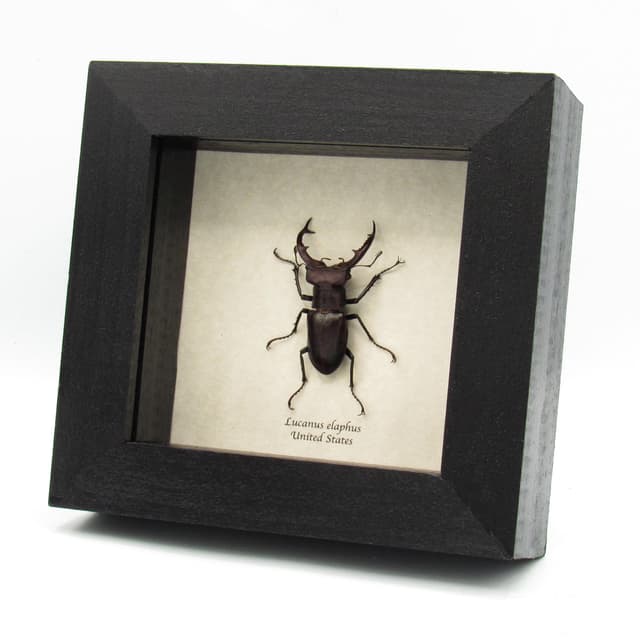 Rare American Giant Stag beetle framed specimen - Lucanus elaphus - medium/large