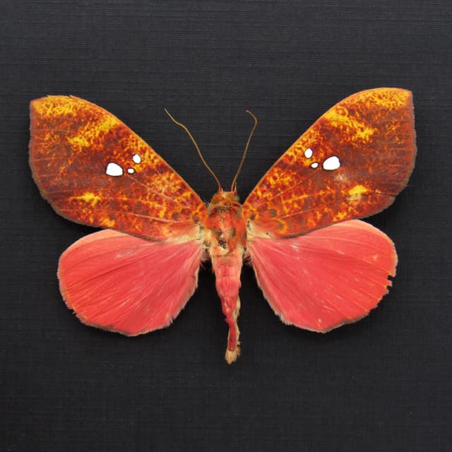 Rare hot pink fruit sucking moth framed taxidermy - Miniodes discolor - 2