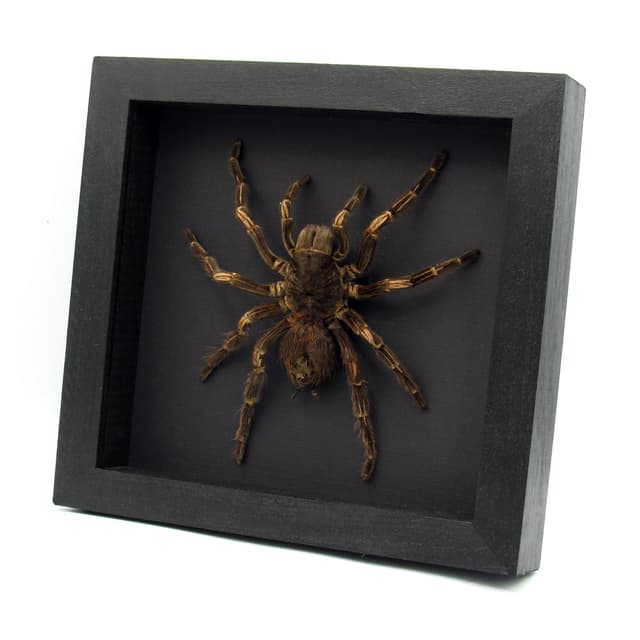 Real XL Brazilian Orange Banded Tarantula framed taxidermy - Acanthoscurria juruenicola - female