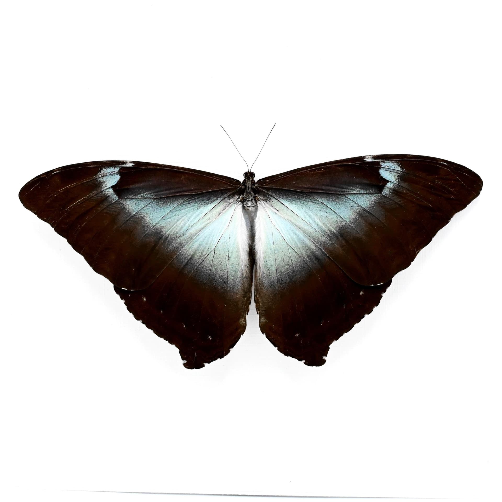 Real XL framed Blue Morpho butterfly taxidermy - Morpho cisseis gahua - Victorian mount