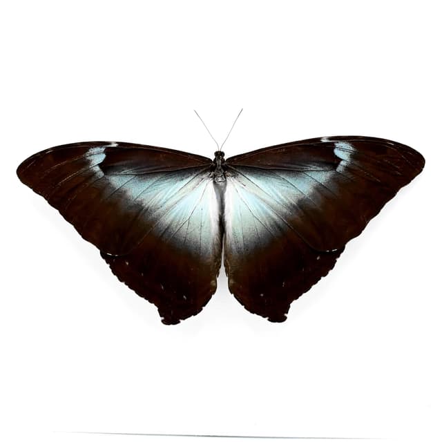 Real XL framed Blue Morpho butterfly taxidermy - Morpho cisseis gahua - Victorian mount