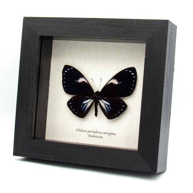 Rare iridescent blue butterfly framed taxidermy - Chilasa paradoxa aenigma