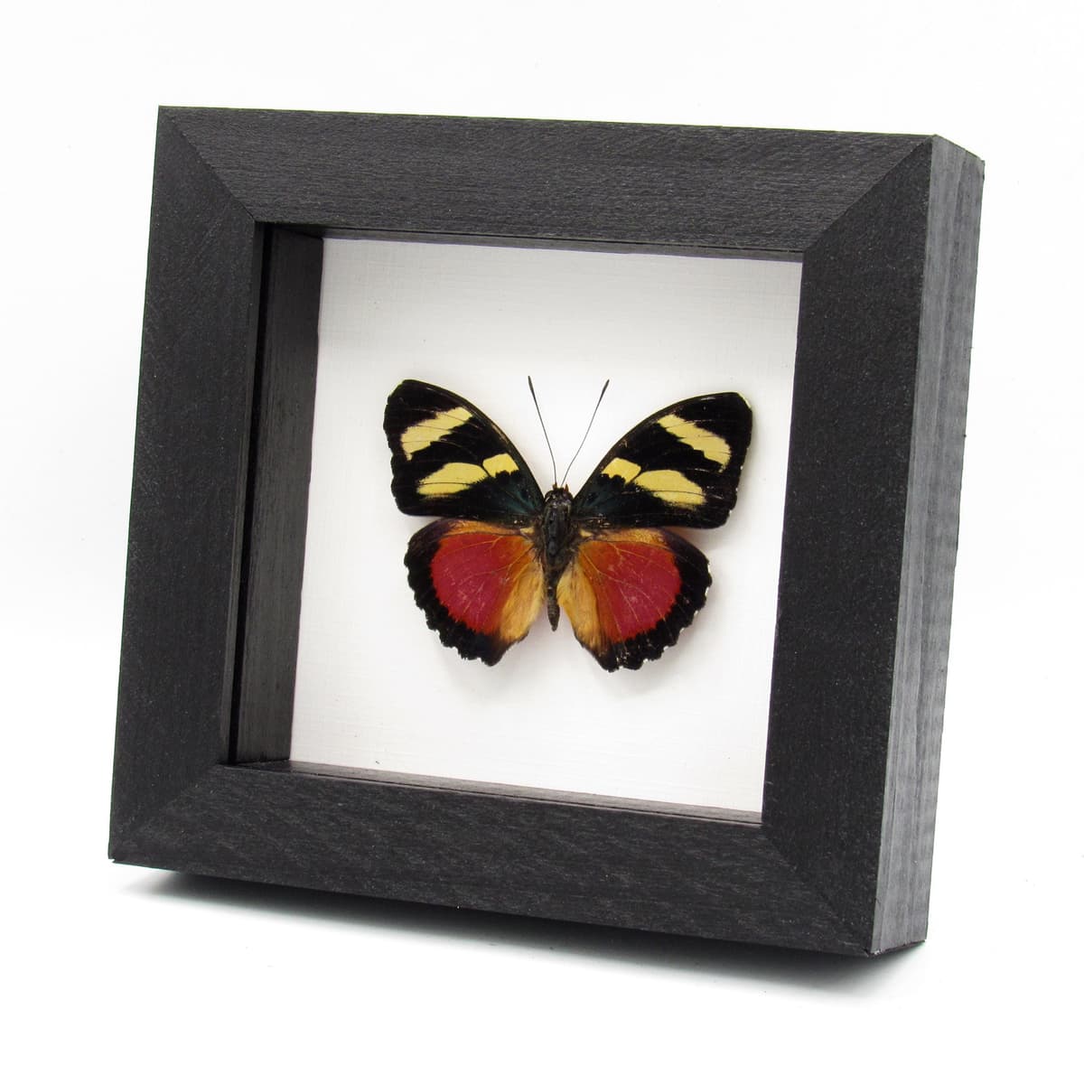 Rare Zaddach's Mimic Forester butterfly framed specimen - Euphaedra zadacci
