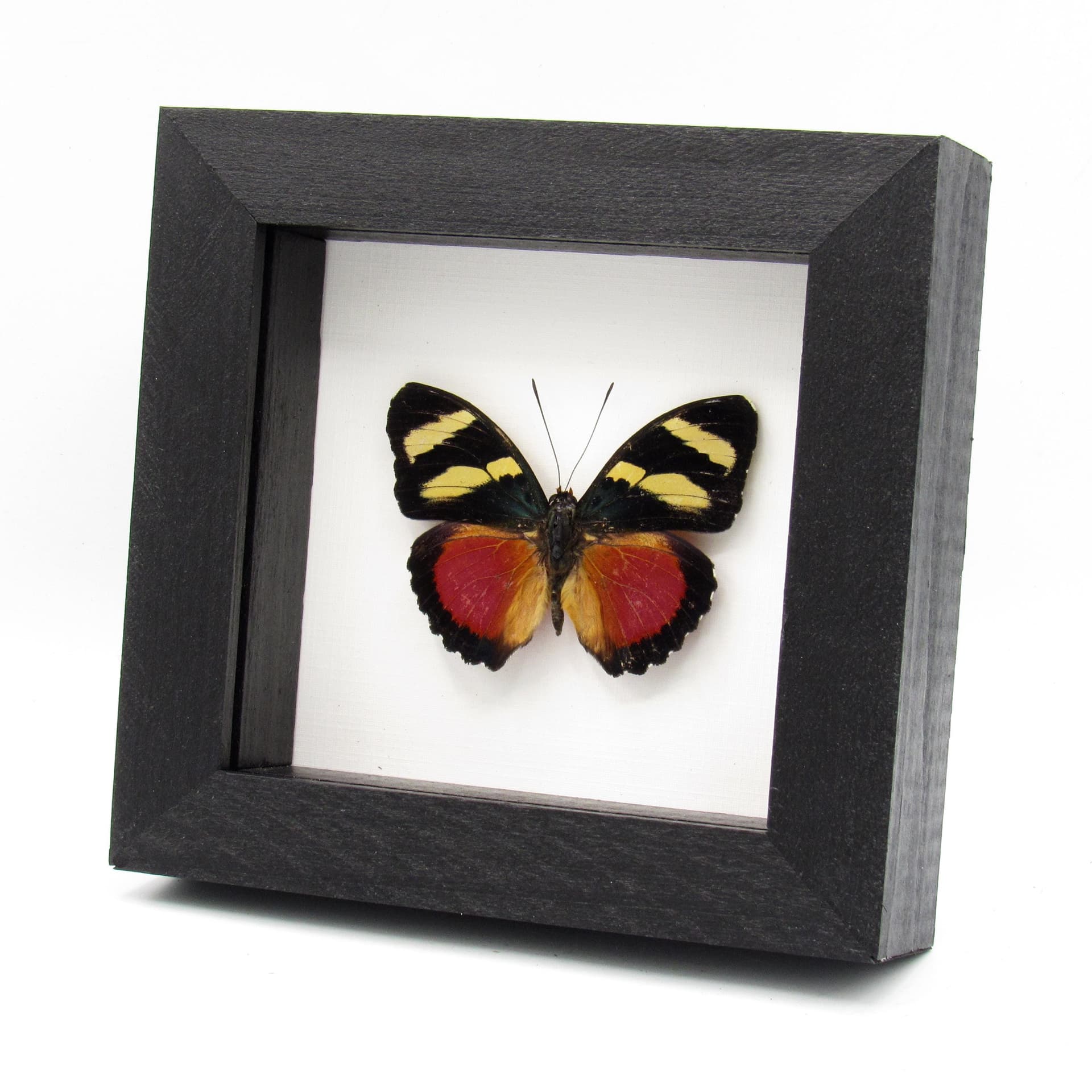 Rare Zaddach's Mimic Forester butterfly framed specimen - Euphaedra zadacci
