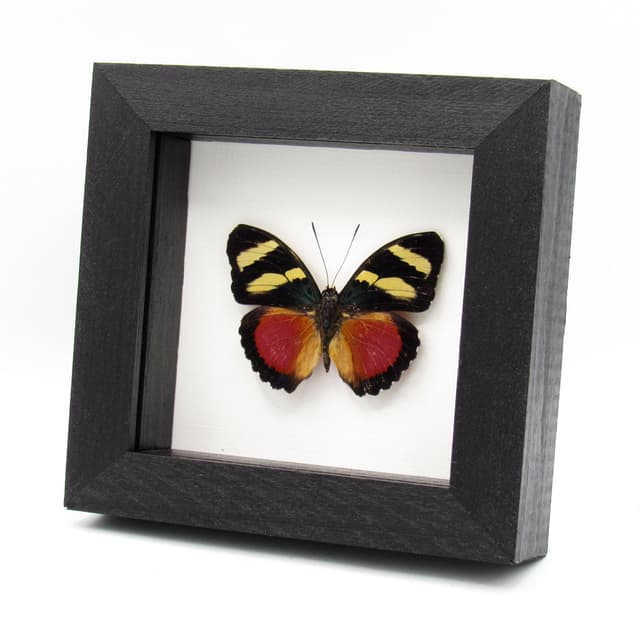 Rare Zaddach's Mimic Forester butterfly framed specimen - Euphaedra zadacci