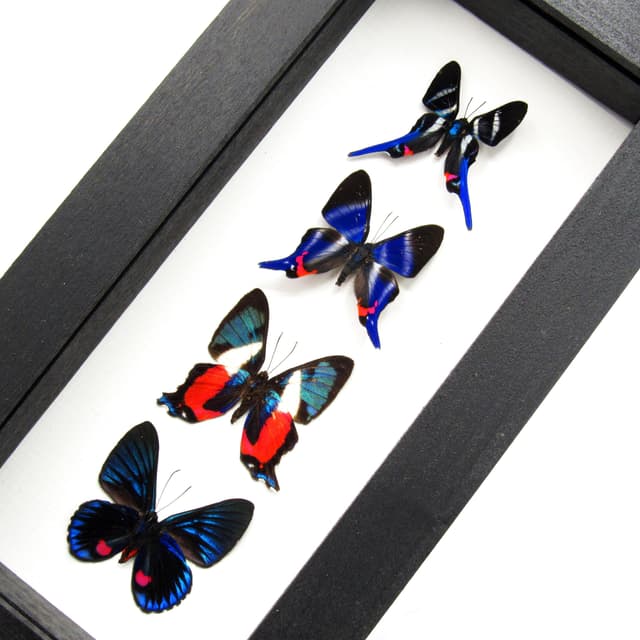 Real framed Metalmark butterfly specimen collection