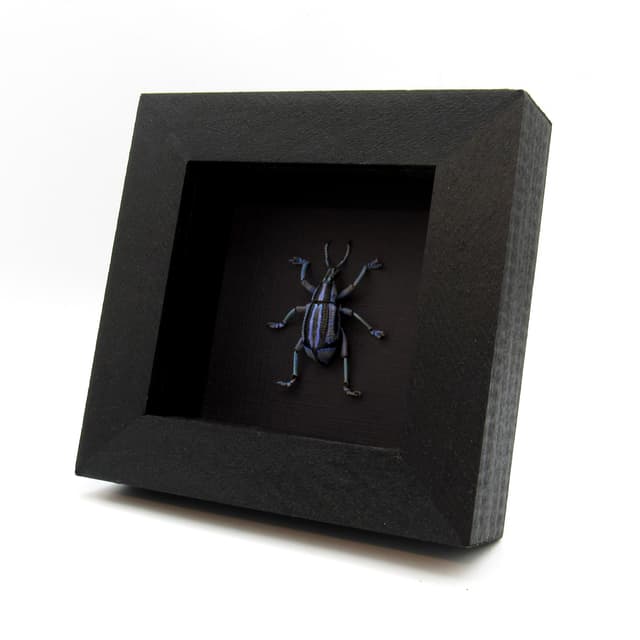 Rare purple Weevil framed taxidermy - Eupholus bennetti
