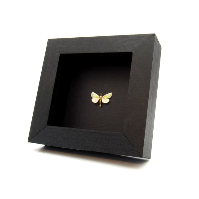 Tiny rare gold Poetry moth framed taxidermy - Neumoegenia poetica