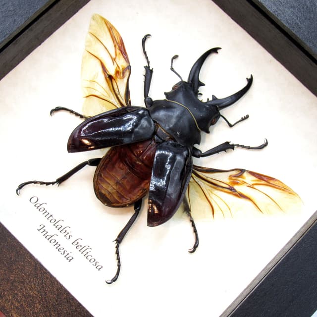 Real Giant Stag beetle framed taxidermy - Odontolabis bellicosa