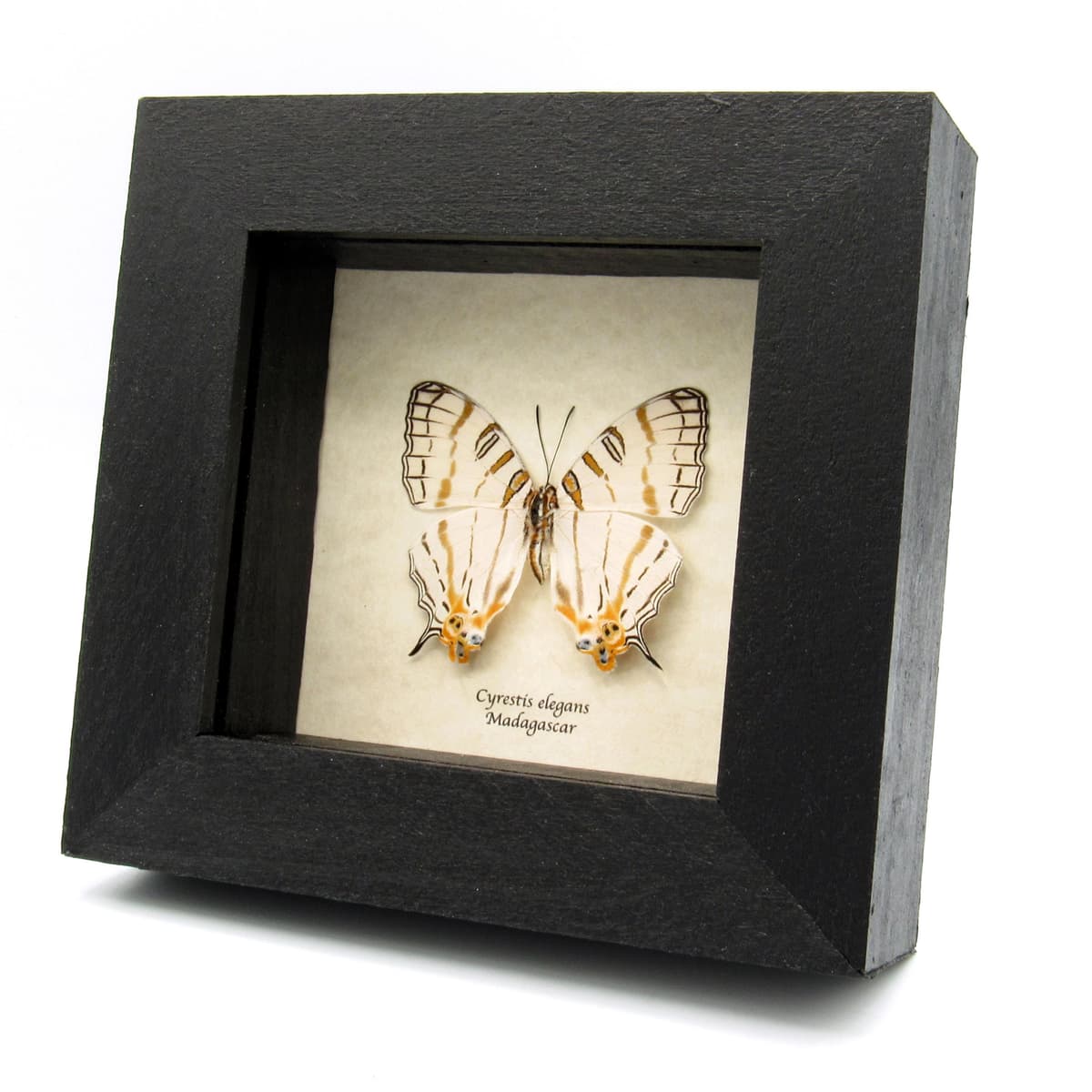 Real African Map butterfly framed taxidermy - Cyrestis elegans