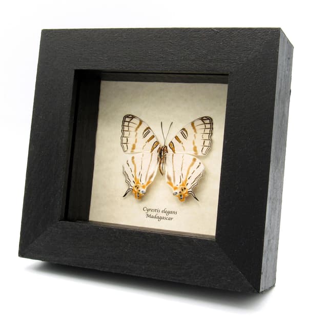 Real African Map butterfly framed taxidermy - Cyrestis elegans