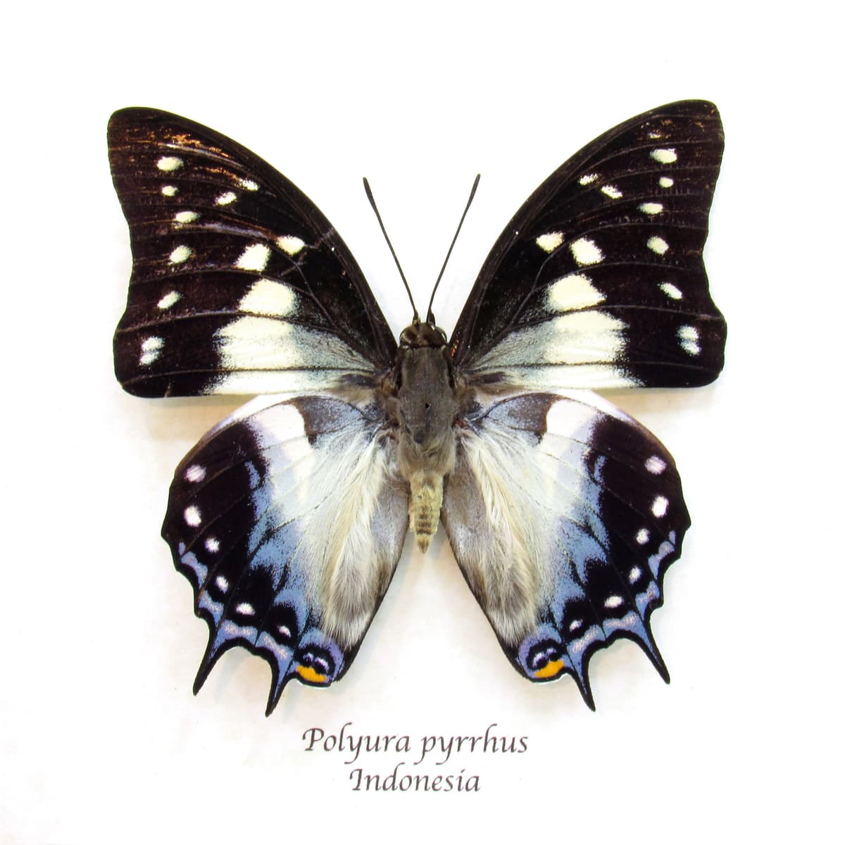 Real framed taxidermy butterfly - Polyura pyrrhus
