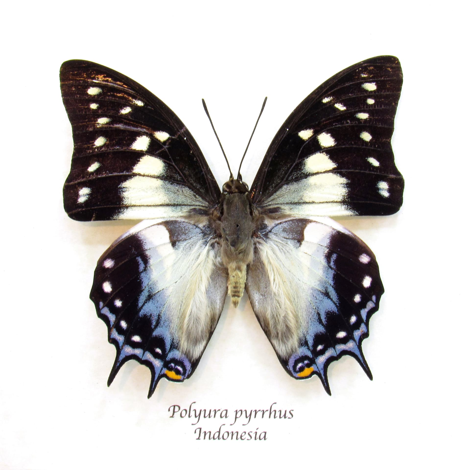 Real framed taxidermy butterfly - Polyura pyrrhus
