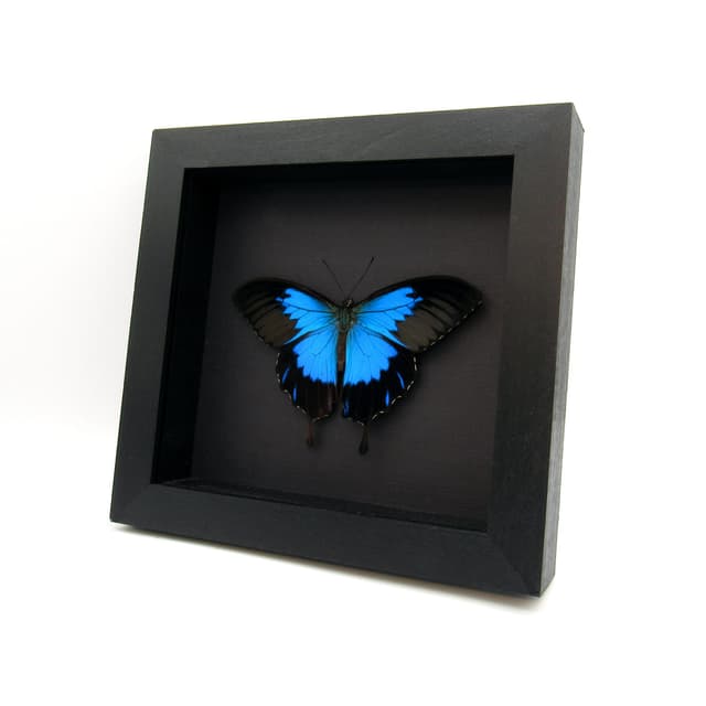 Real metallic blue butterfly framed taxidermy - Papilio ulysses telegonus - Victorian mount