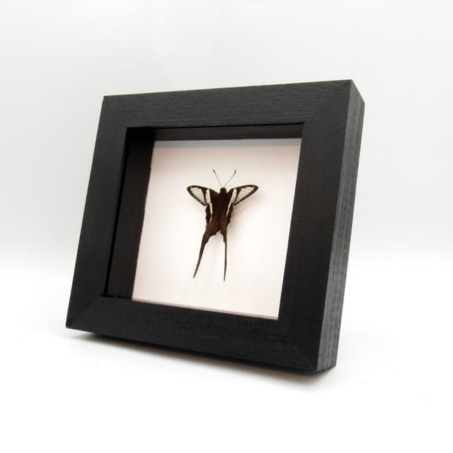 Real White Dragontail butterfly framed taxidermy - Lamproptera curius