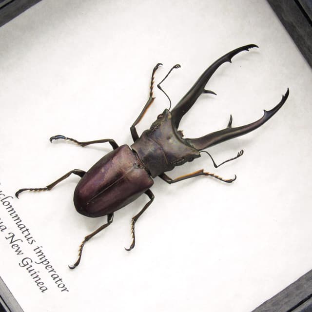 Rare giant Stag beetle framed taxidermy - Cyclommatus imperator