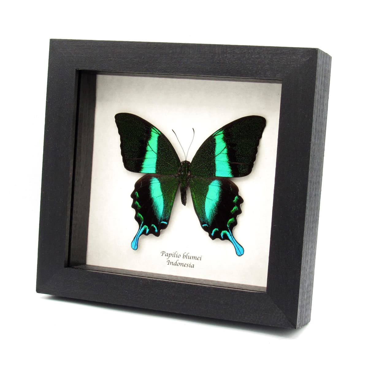 Real large Peacock Swallowtail butterfly framed taxidermy - Papilio blumei - 2