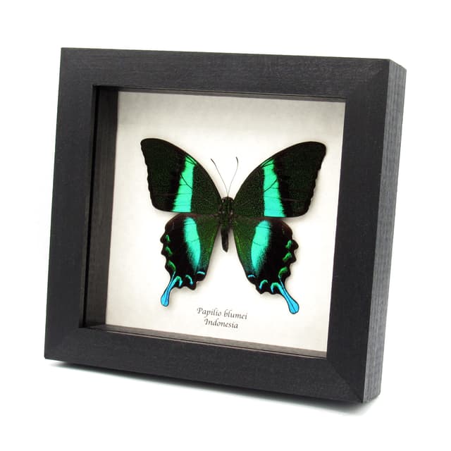 Real large Peacock Swallowtail butterfly framed taxidermy - Papilio blumei - 2