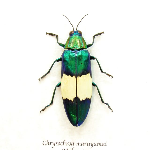 Real metallic Jewel beetle framed taxidermy - Chrysochroa maruyamai