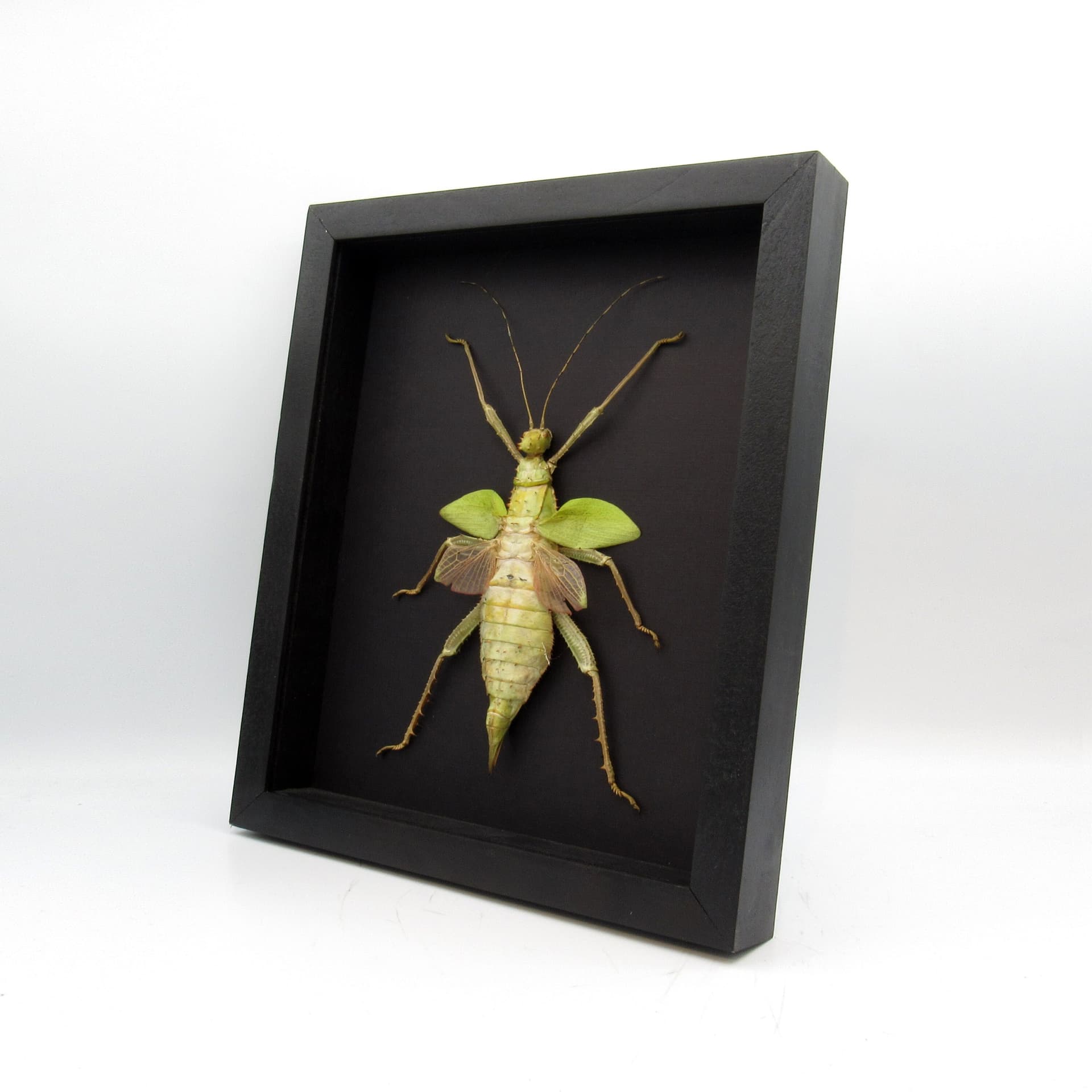 Real Giant Thorny Stick Bug framed taxidermy - Heteropteryx dilatata - female
