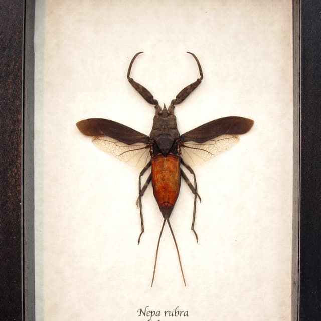 Real giant red water bug framed taxidermy - Nepa rubra