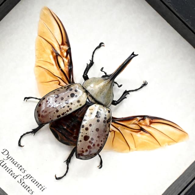 Real XL Western Hercules beetle framed taxidermy - Dynastes grantii