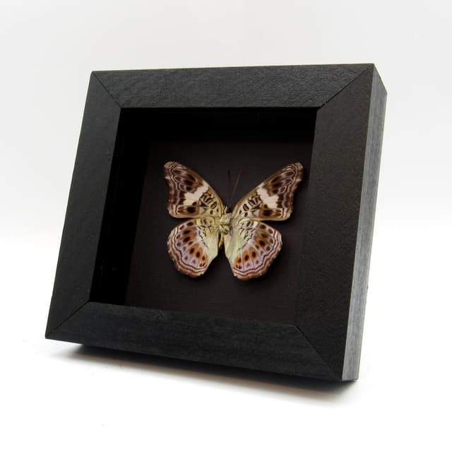 Real lavender butterfly framed taxidermy - Moduza lycone
