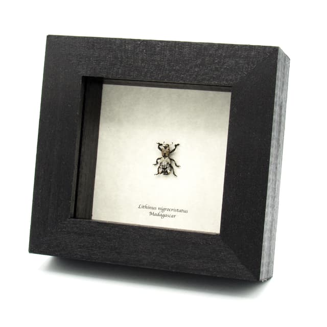 Rare Lichen Weevil framed taxidermy - Lithinus nigrocristatus