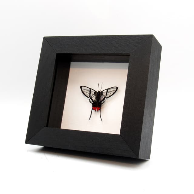Rare Clearwing butterfly framed taxidermy - Chorinea octauius - Victorian mount