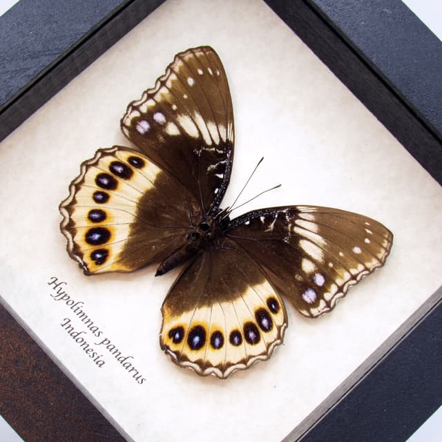 Real large butterfly framed taxidermy - Hypolimnas pandarus - female