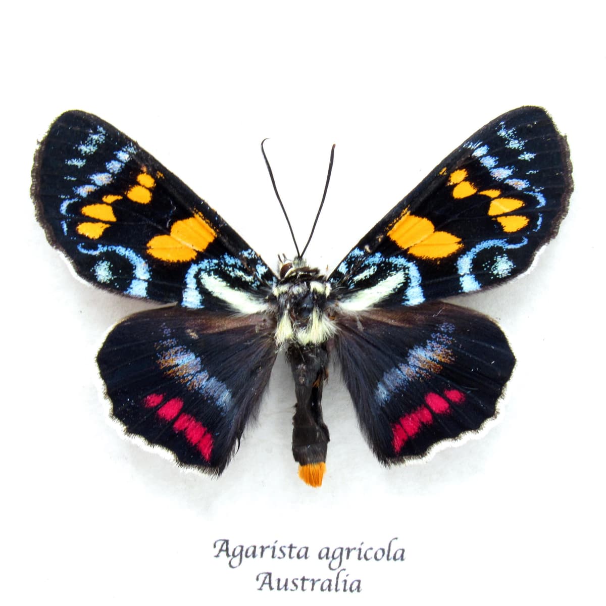 Rare Australian Joseph's Coat moth framed specimen - Agarista agricola