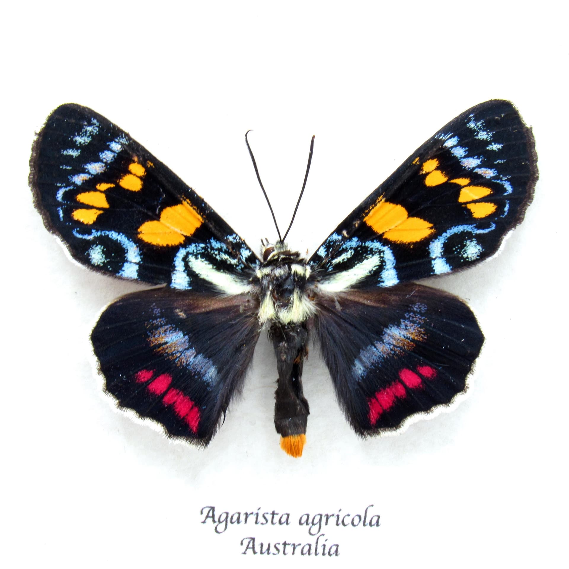 Rare Australian Joseph's Coat moth framed specimen - Agarista agricola
