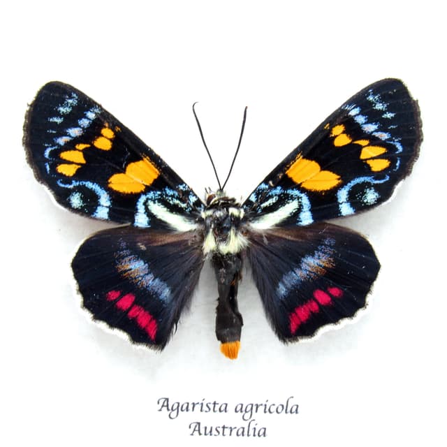 Rare Australian Joseph's Coat moth framed specimen - Agarista agricola