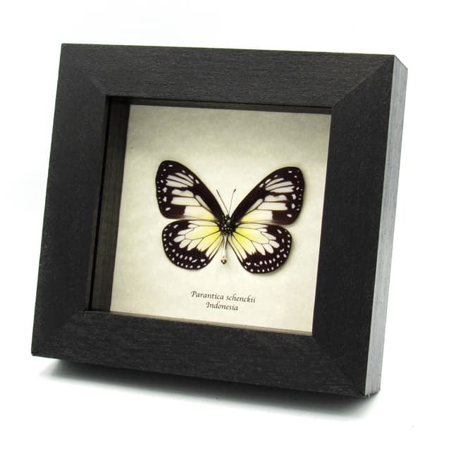 Real Tiger butterfly framed taxidermy - Parantica schenckii