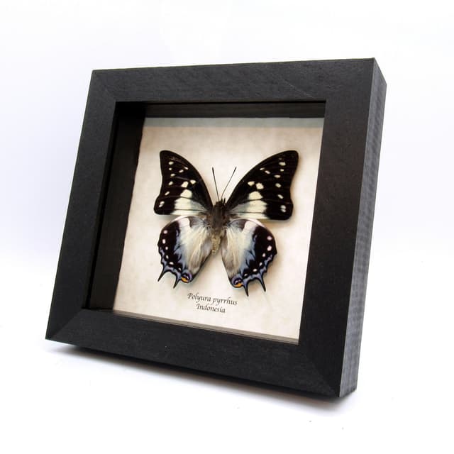 Real framed taxidermy butterfly - Polyura pyrrhus