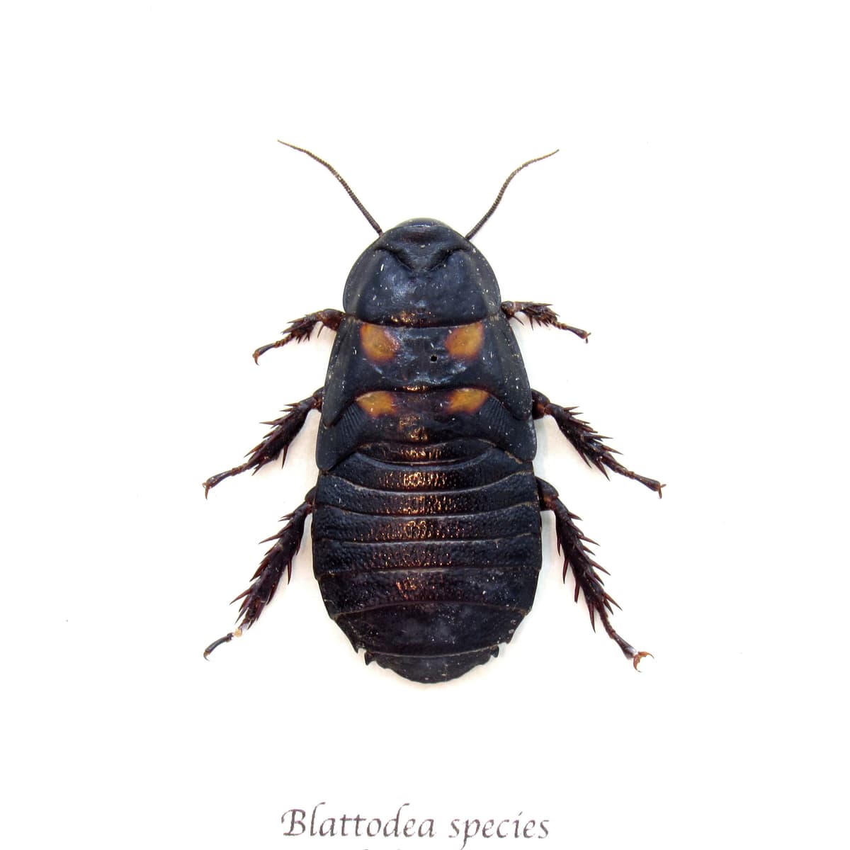 Real large Cockroach framed taxidermy - Blattodea species
