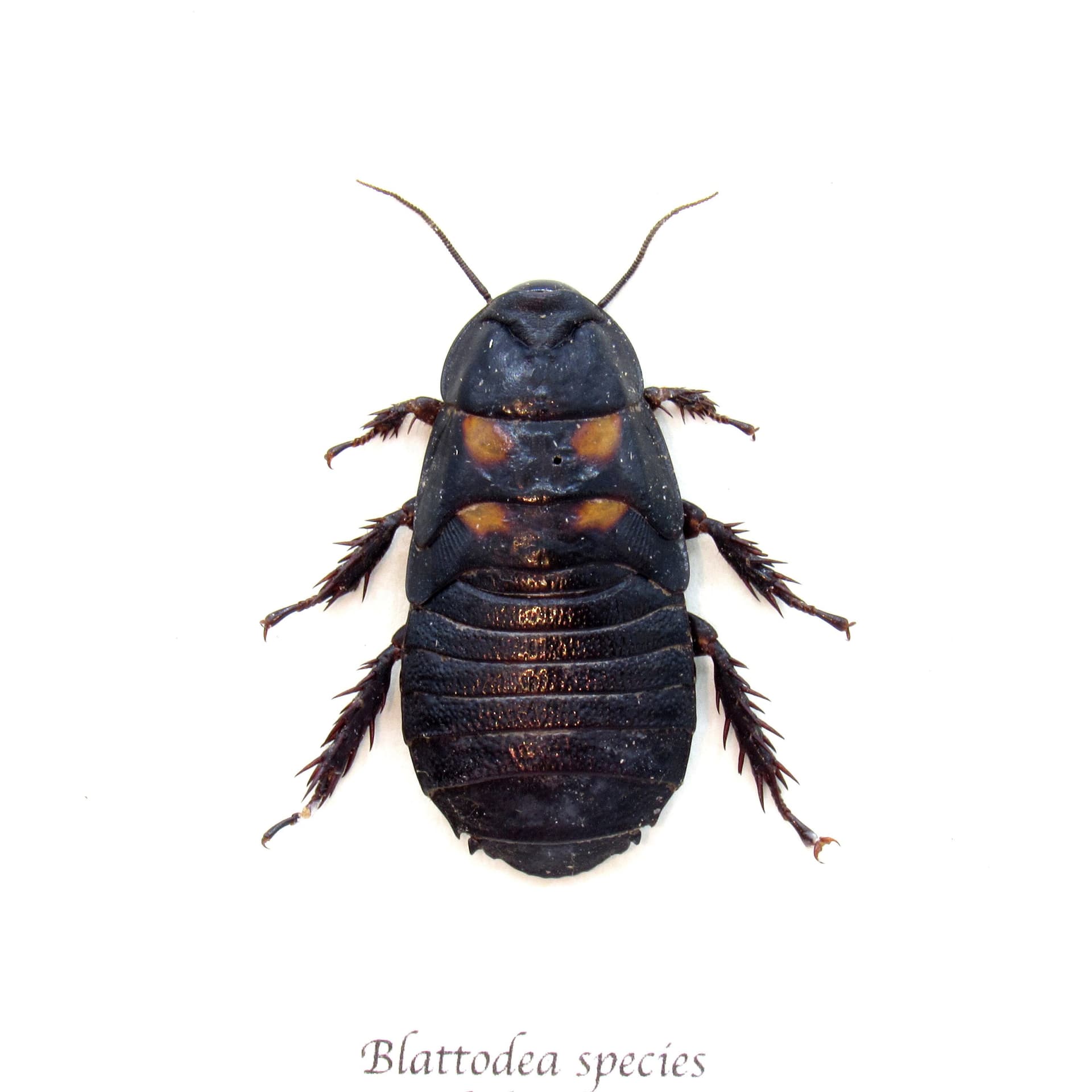 Real large Cockroach framed taxidermy - Blattodea species