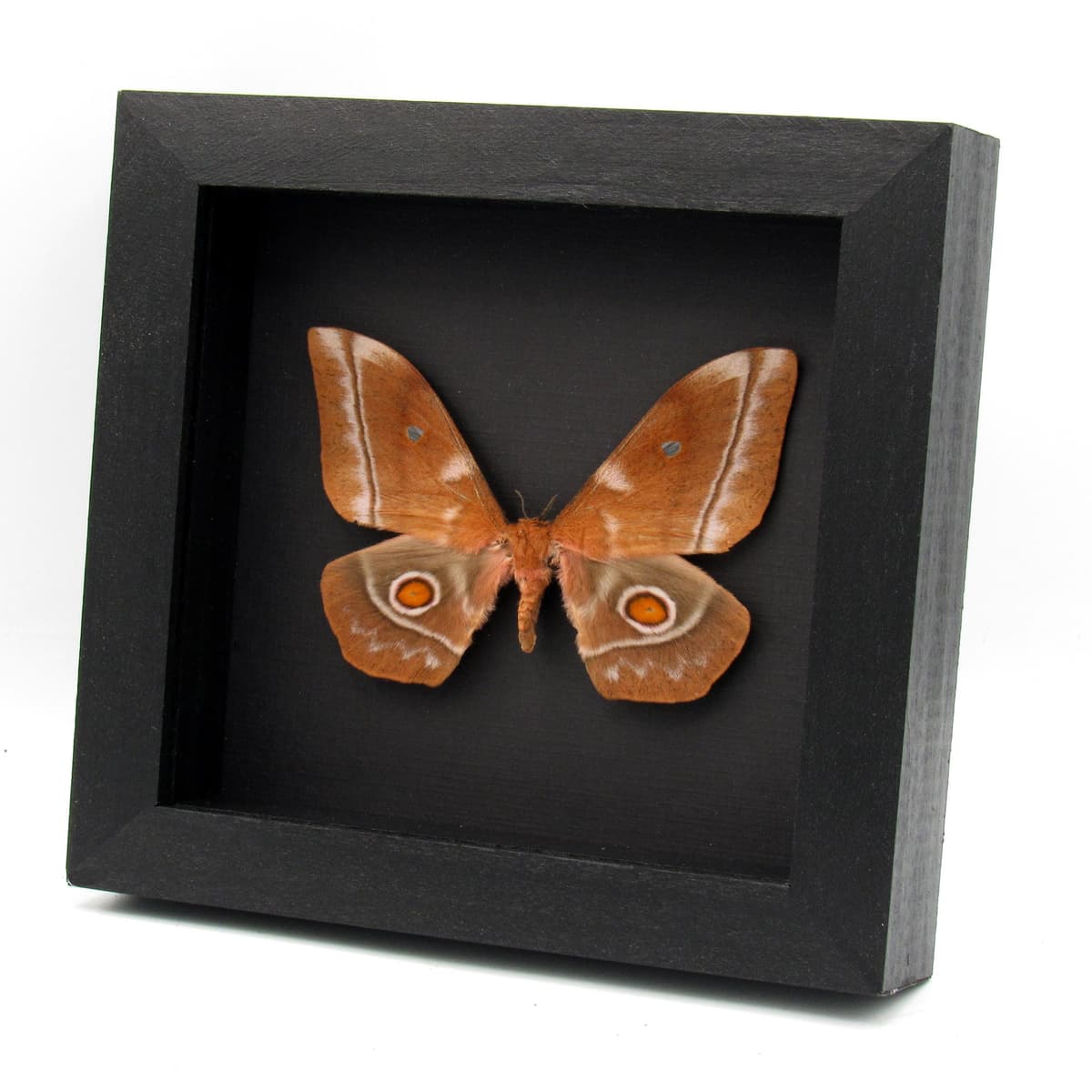 Real Giant Saturn moth framed taxidermy - Imbrasia obscura - female