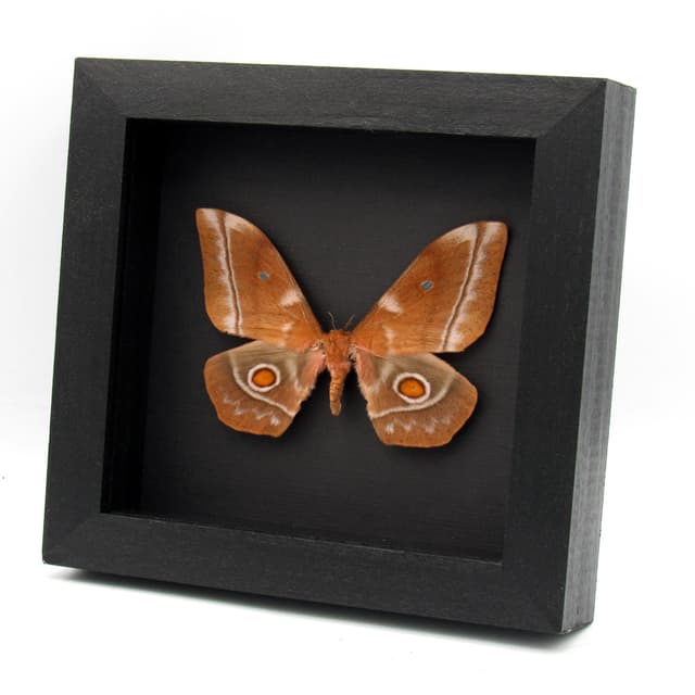 Real Giant Saturn moth framed taxidermy - Imbrasia obscura - female
