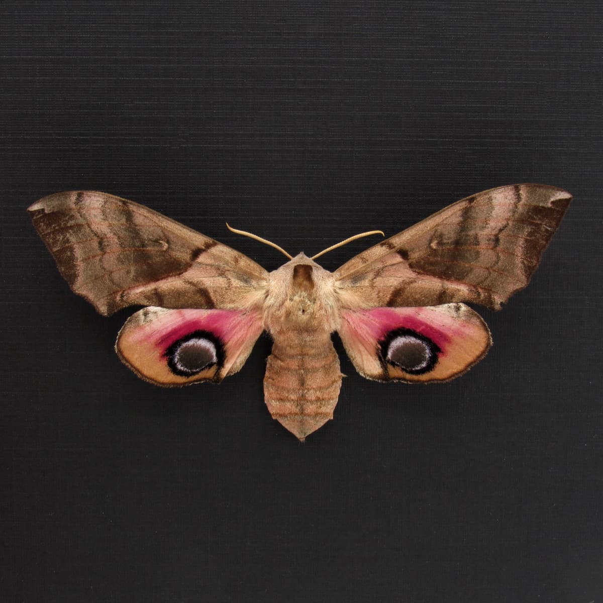 Real Oriental Eyed Hawkmoth framed specimen - Smerinthus planus - large female