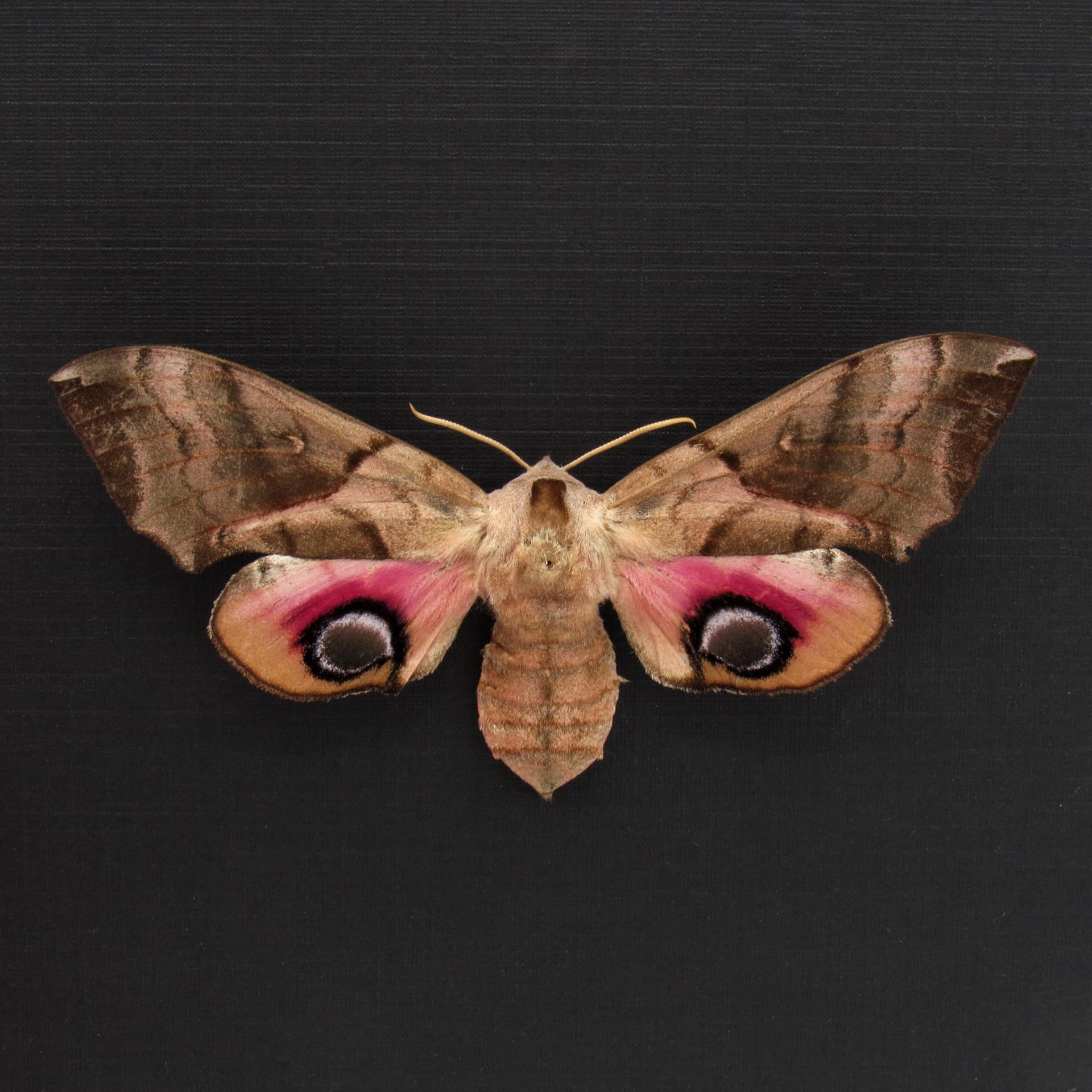 Real Oriental Eyed Hawkmoth framed specimen - Smerinthus planus - large female