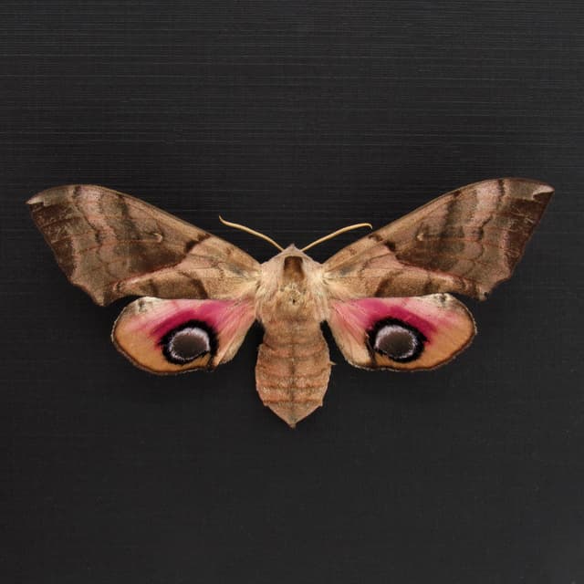 Real Oriental Eyed Hawkmoth framed specimen - Smerinthus planus - large female