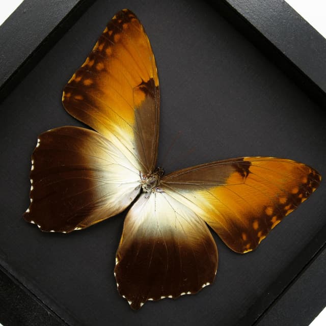 Real XL Sunset Morpho butterfly framed taxidermy - Morpho hecuba obidonus