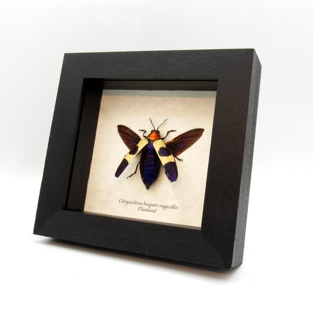 Real metallic purple beetle framed taxidermy - Chrysochroa buqueti rugicollis