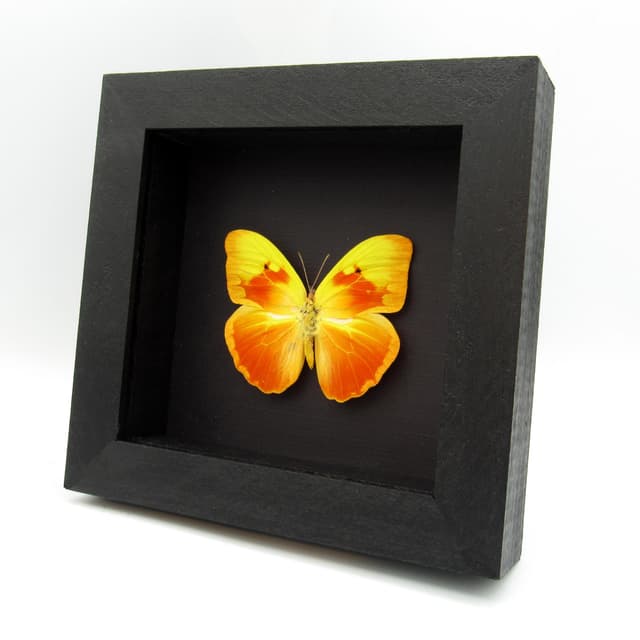 Very rare Red Splashed Sulphur butterfly framed taxidermy - Phoebis avellaneda