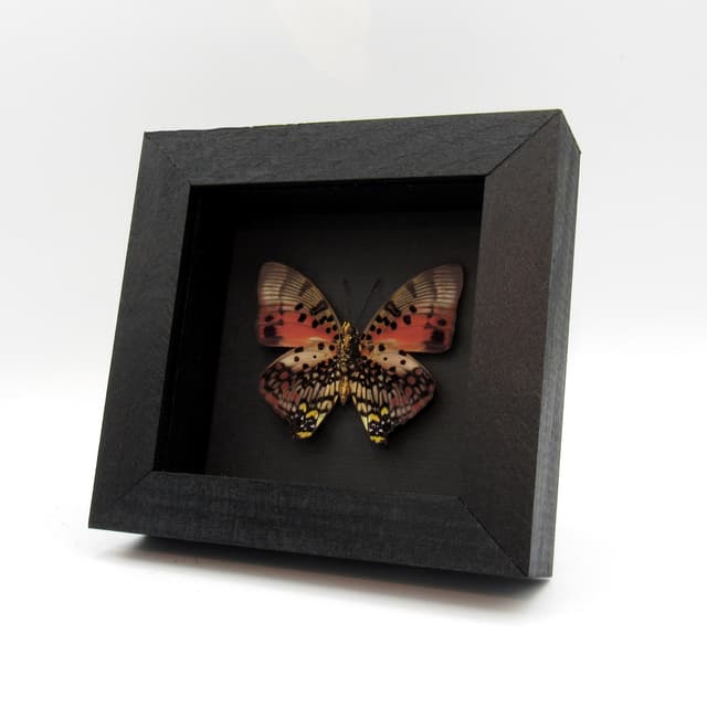 Real Red Charaxes butterfly framed taxidermy - Charaxes zingha