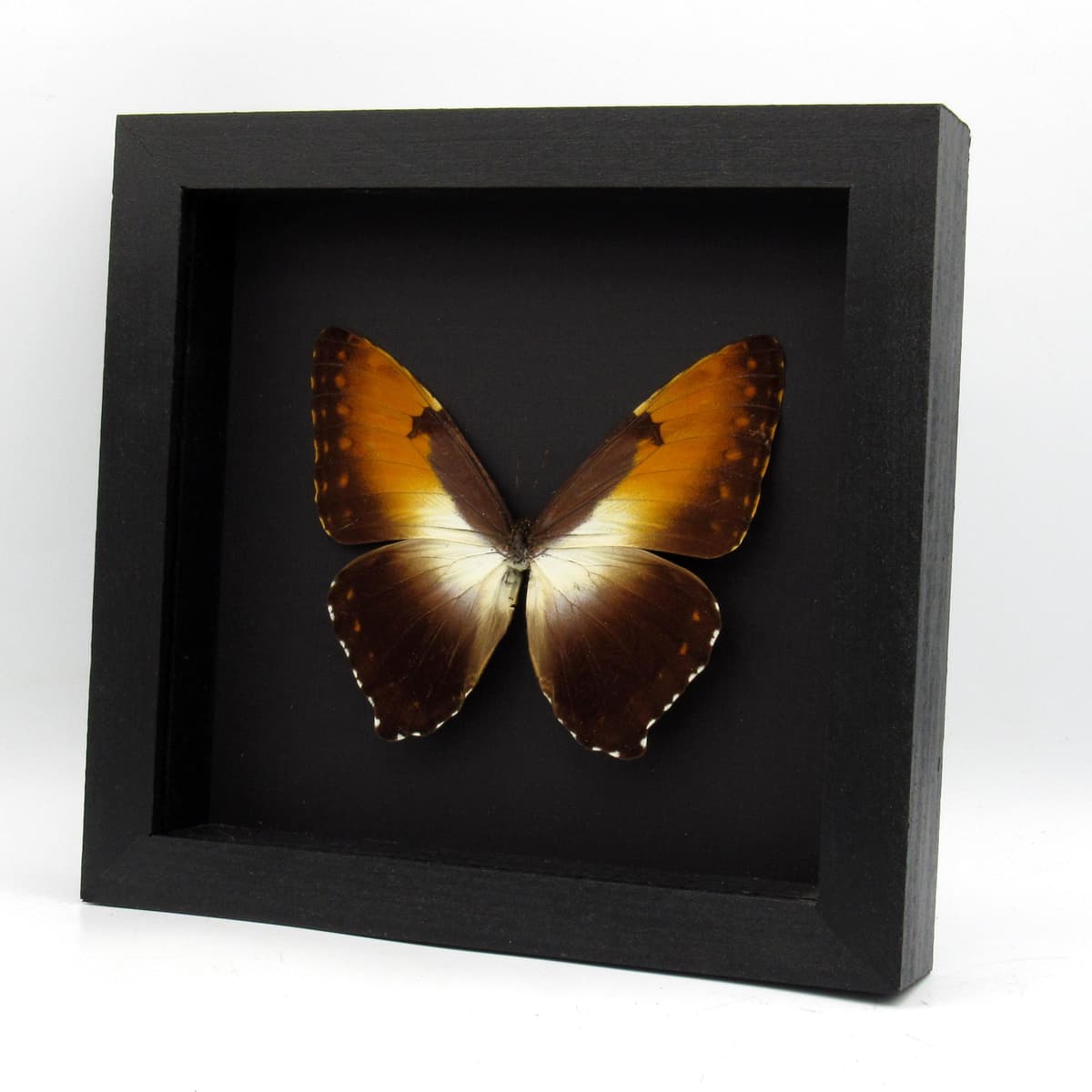 Real Sunset butterfly framed taxidermy - Morpho hecuba obidonus