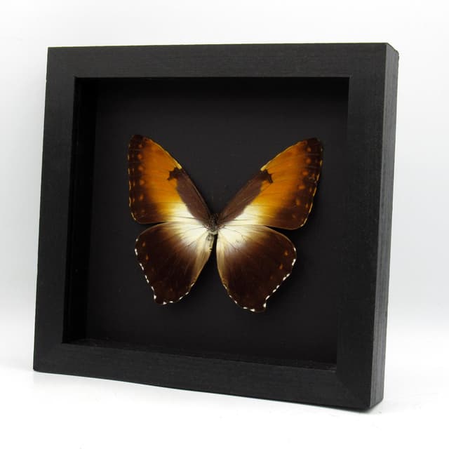 Real Sunset butterfly framed taxidermy - Morpho hecuba obidonus
