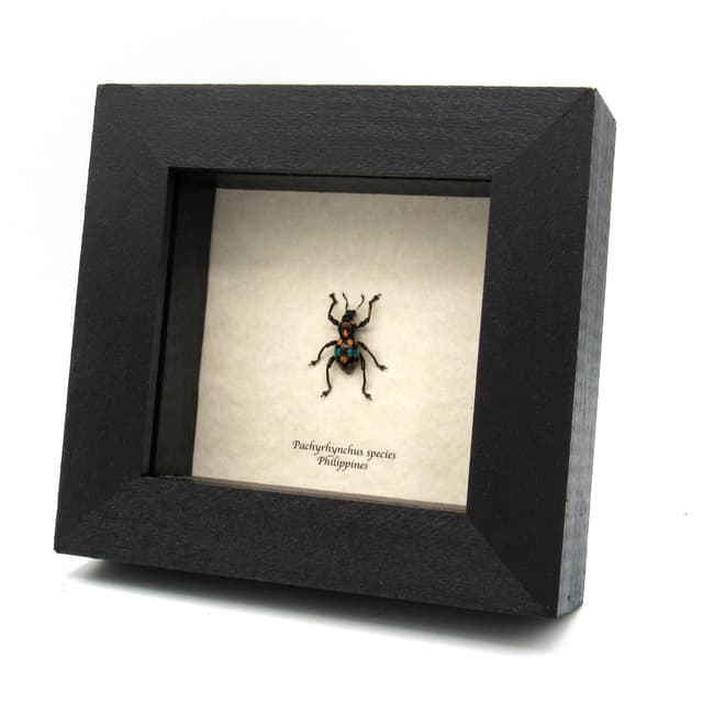Rare metallic weevil beetle framed specimen - Pachyrhynchus species