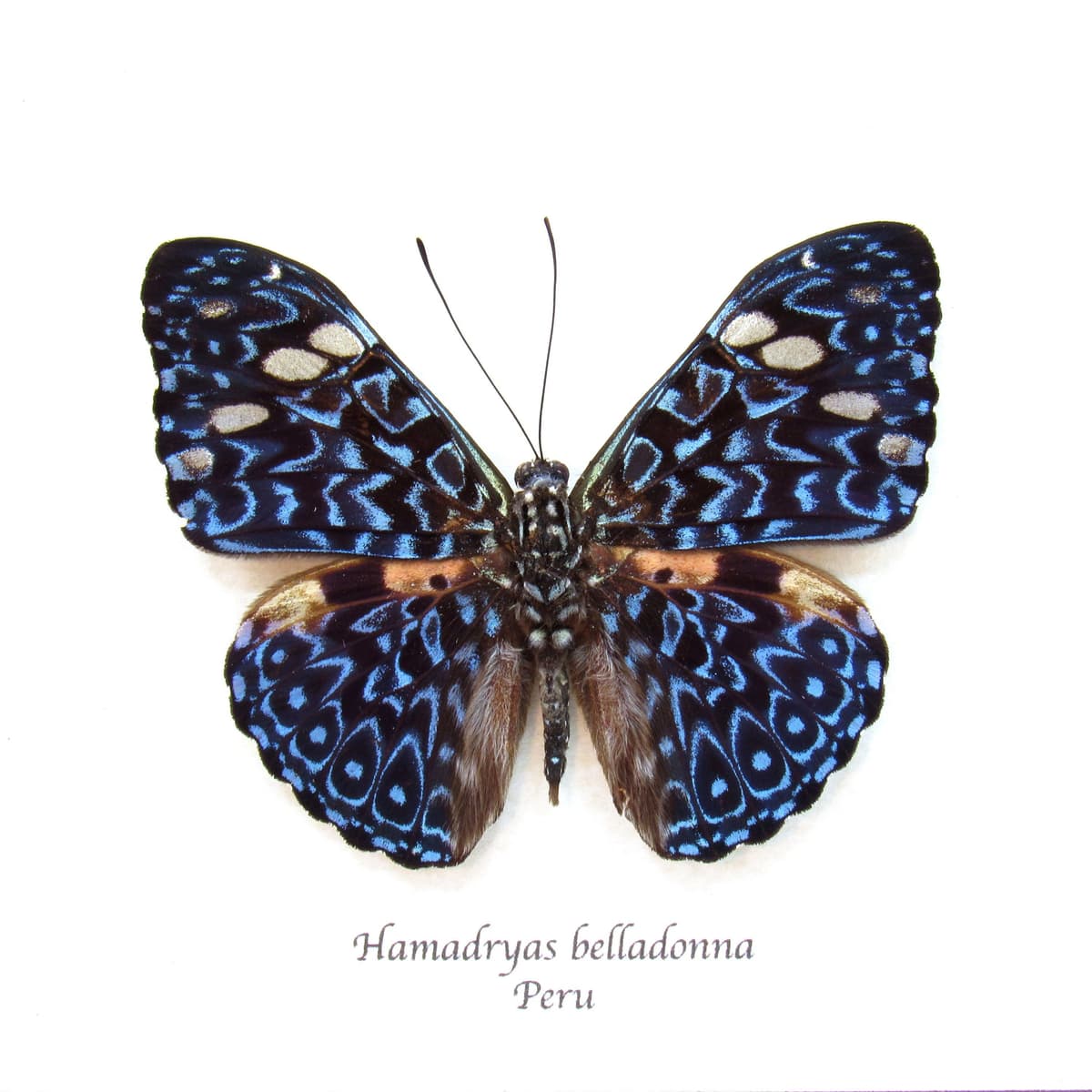 Real blue butterfly framed taxidermy - Hamadryas belladonna